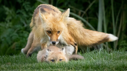 A Red Fox Family on the grass