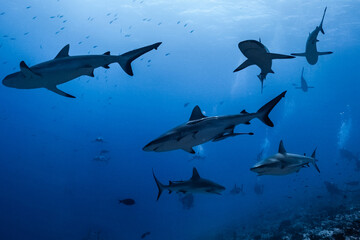 Shark in south of atoll fakarava from polynesia