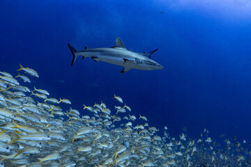 Shark with the fish from fakarava