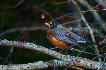Melodic Wings: A Visual Ode to the American Robin