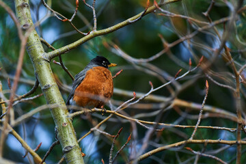 Melodic Wings: A Visual Ode to the American Robin