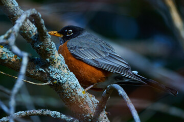 Melodic Wings: A Visual Ode to the American Robin
