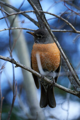 Melodic Wings: A Visual Ode to the American Robin