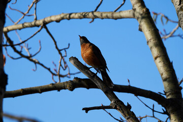 Melodic Wings: A Visual Ode to the American Robin