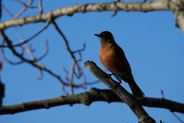 Melodic Wings: A Visual Ode to the American Robin