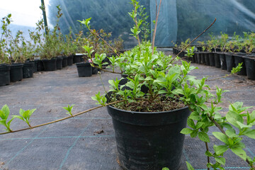 Center for the sale of berry bushes and fruit trees. Garden center with seedlings. A store for garden lovers.