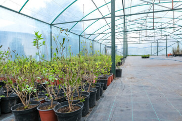 Center for the sale of berry bushes and fruit trees. Garden center with seedlings. A store for...