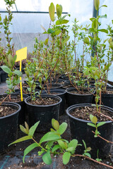 Center for the sale of berry bushes and fruit trees. Garden center with seedlings. A store for garden lovers.