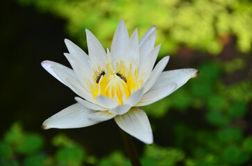 Water Lilly 