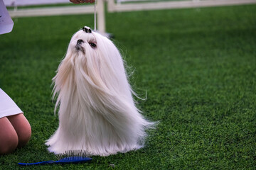 Show Maltese with long hair.