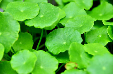 Greenery & plantation