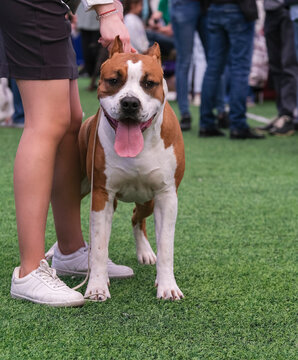 Powerful strong dog, Staffordshire Terrier