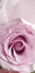 pink rose close up