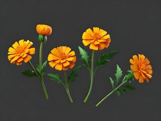 Illustration Marigold flowers also known as calendula flowers with black background for icon, accessories theme world ovarian cancer day