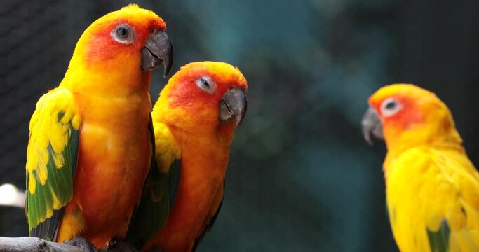 yellow and green parrot ,sun conure