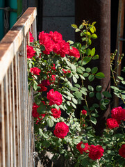 Fototapeta na wymiar 町工場の間に咲く真紅の薔薇