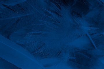 Beautiful macro dark blue feather pattern texture background