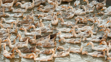 There is a large flock of wild ducks swimming in the swamp