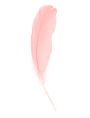 Beautiful soft light pink feather isolated pastel on white background