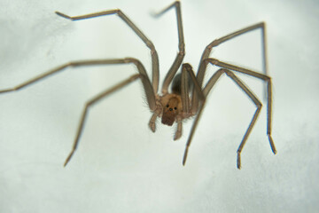 
spider on cotton surface macro photo