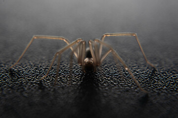 front corner spider on black surface
