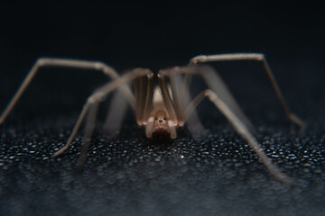 front corner spider on black surface