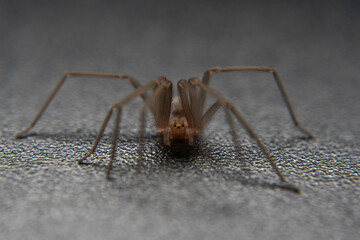 
arachnid close up macro