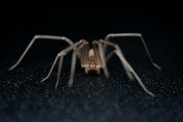 
venomous corner spider