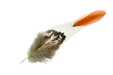 Beautiful pheasant feather isolated on white background