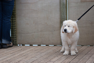 puppy on the porch