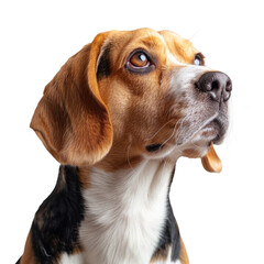 Dog's head isolated on a transparent background