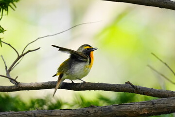 スサーをするキビタキ