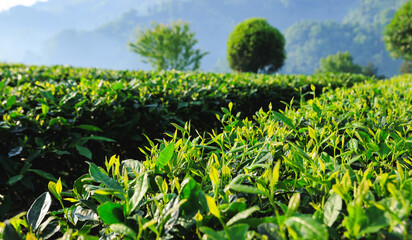 Green tea trees in spring mountains