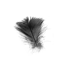 Obraz premium Bird swan black feather on white background