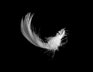 white feather isolated on black background