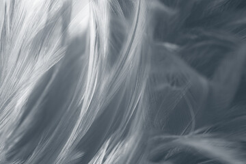 Beautiful dark black white feather pattern  texture background © nadtytok28