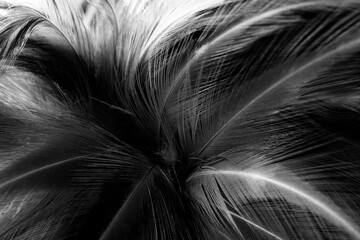 Fototapeta premium Beautiful dark black feather pattern texture background
