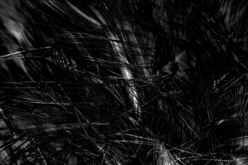 Beautiful dark black feather pattern  texture background