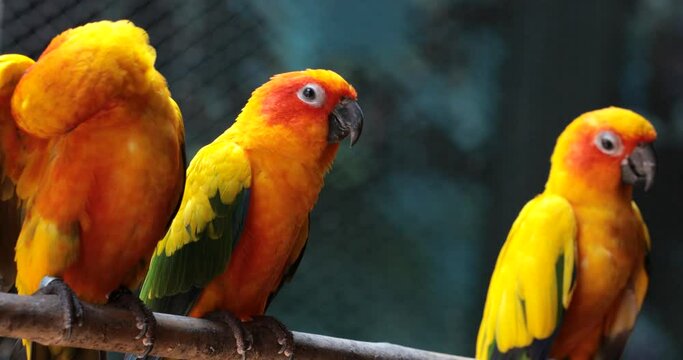 yellow and green parrot ,sun conure