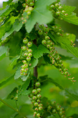 green blackcurrant berries.a currant bush in spring.