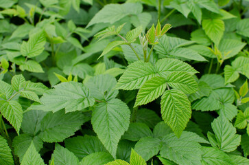 young raspberry shoots.raspberry bush in spring.