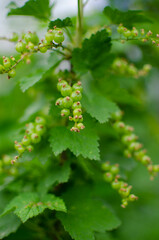 green blackcurrant berries.a currant bush in spring.