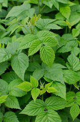 young raspberry shoots.raspberry bush in spring.