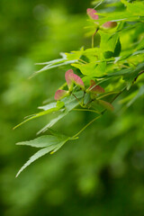 新緑のモミジと赤い種 紅葉