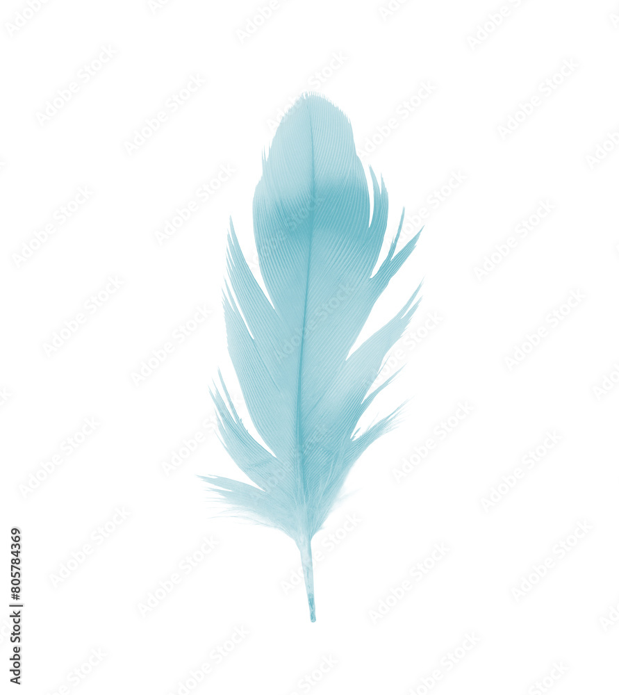 Canvas Prints beautiful feather color green turquoise isolated on white background