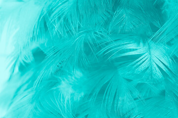 Fototapeta premium Beautiful green turquoise vintage color trends feather pattern texture background