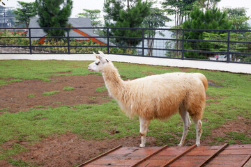 a white llama on the farm, Llama (Lama glama) at the zoo. Llama are domesticated South American camelid