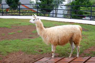 Obraz premium a white llama on the farm, Llama (Lama glama) at the zoo. Llama are domesticated South American camelid