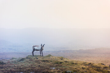 Deer in fog, Iceland 