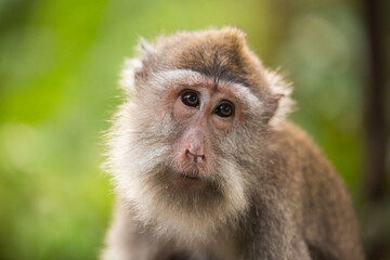monkey in green forest, closeu
